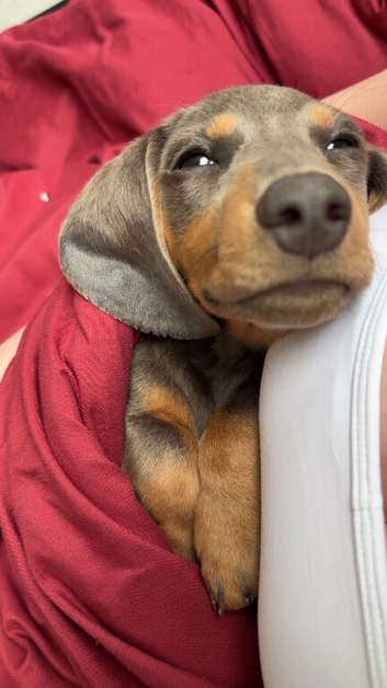 Miniature dachshund