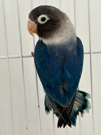 Blue masked single love bird