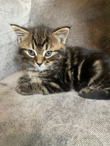 9 week old tabby female