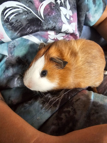2 baby boy guinea pigs