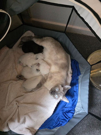 Adorable new kittens