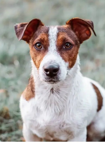 Jack Russell