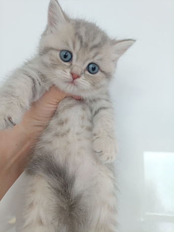 British Shorthair kittens