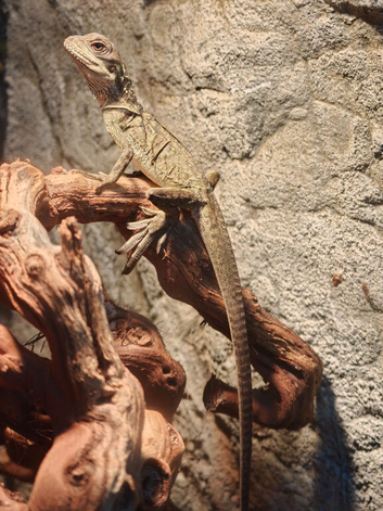 Black sailfin dragon