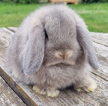Gorgeous mini lop babies
