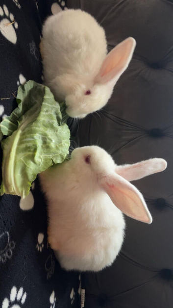 3 new Zealand rabbit for sale ready now