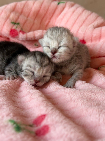 Silver snow British shorthair litter