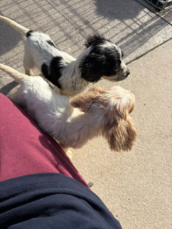 Cocker spaniel pups