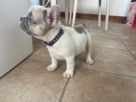French bulldog puppies