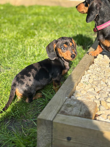 Miniature dachshund pups