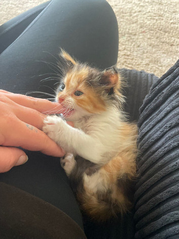 Beautiful kittens