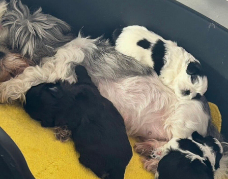 Shih tzu