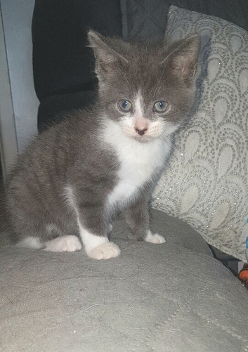 Adorable kitten