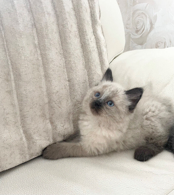 Maine Coon x Ragdoll Kittens