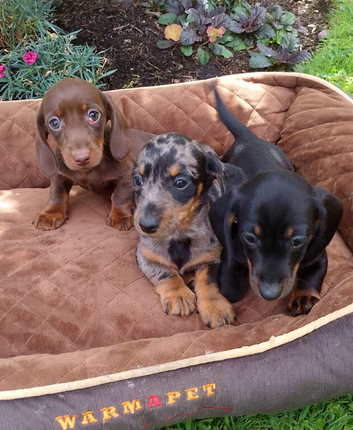 2 miniature dachshund puppies