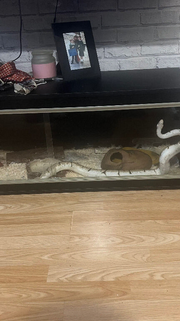 bumblebee ball python