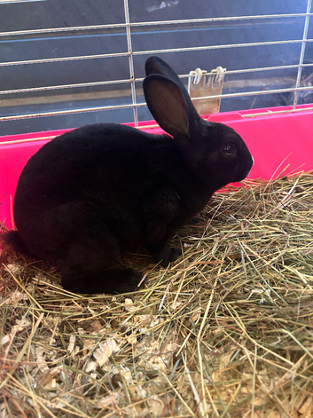 Rabbits ready to leave