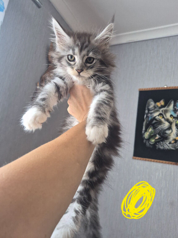 Beautiful Maine coon kitten girls