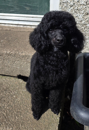 Kc toy poodle