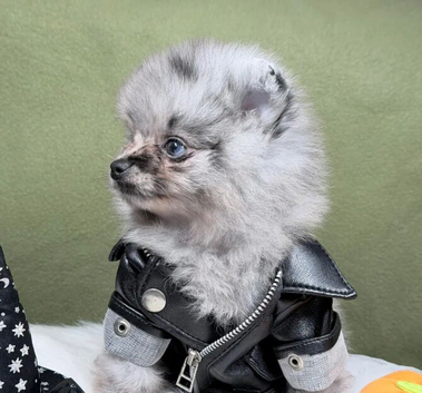 BEAUTIFUL TEDDY FACE POMERANIAN PUPPIES KC