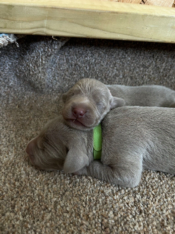 Long & Short Haired Weimaraner KC Reg