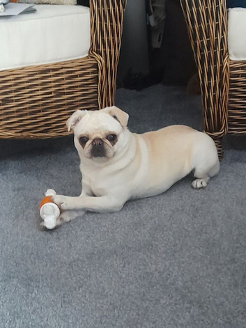 Female Pug