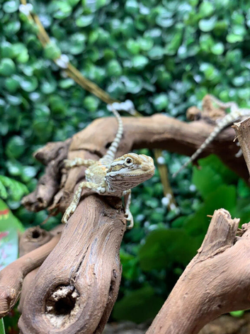 Rankins Dragons at Birmingham Reptiles