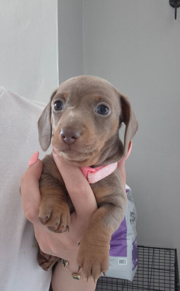 Miniature Dachshund puppies