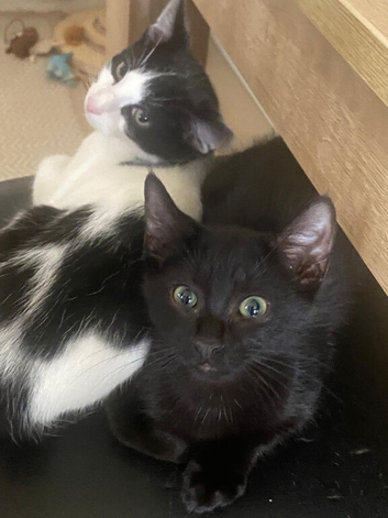 One Boy and One Girl Kitten