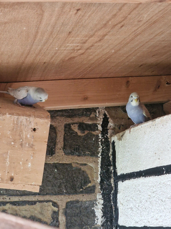 Budgies for sale in Bradford