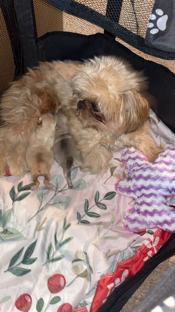 Boy Shih Tzu