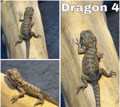 STUNNING BEARDIES