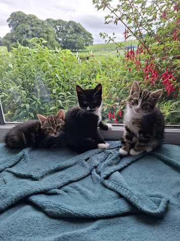 Beautiful kittens