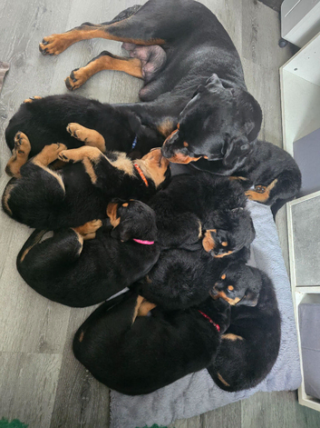 Rottweiler puppies