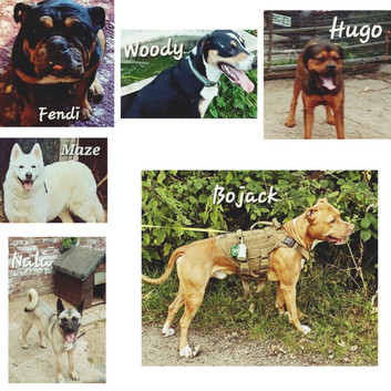Rescue dogs searching for their furever homes