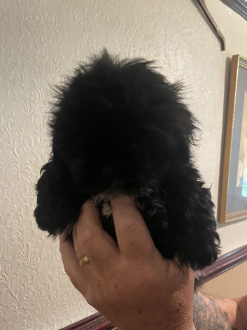 Lhasa cross Shih Tzu