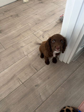 Adorable cocker spaniel