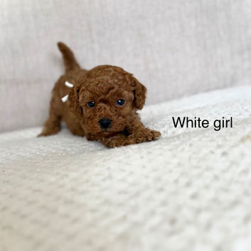 RED TOY COCKAPOO&rsquo;S