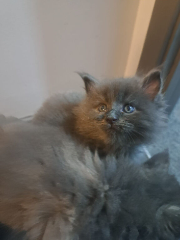 6 month old maine coon