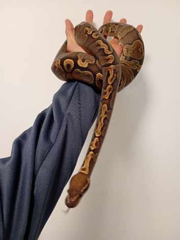 GHI royal python