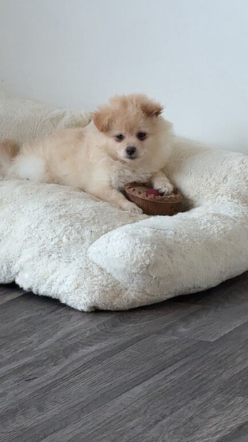 Maltapoo 3 left!