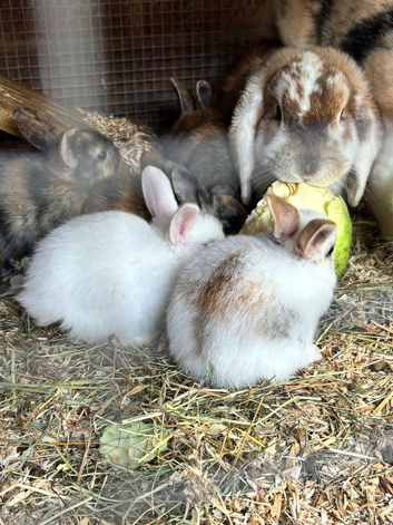 Mini Rex x lop baby rabbits