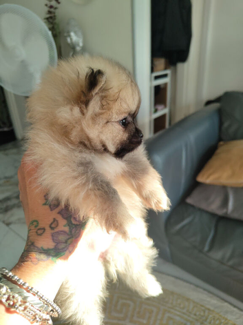 Last little girl KC registered Korean bloodlines