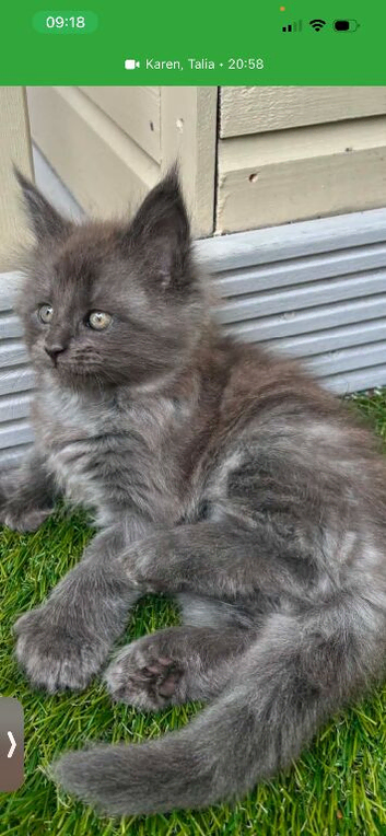 3 beautiful mainecoon polydactyl