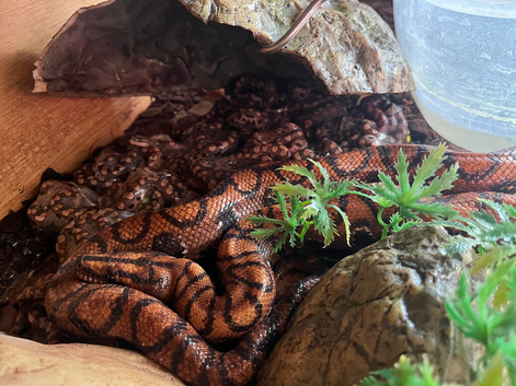 Brazilian rainbow boa babies