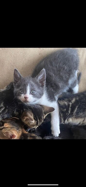 Beautiful Kittens