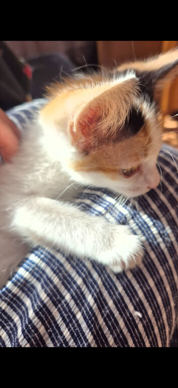 Last Calico Kitten