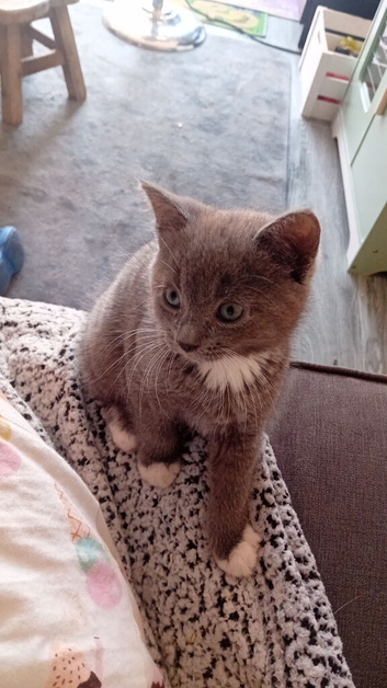 Kitten