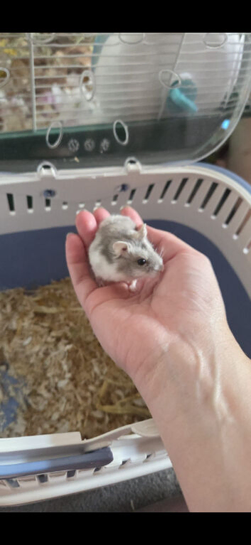 Russian dwarf hamster