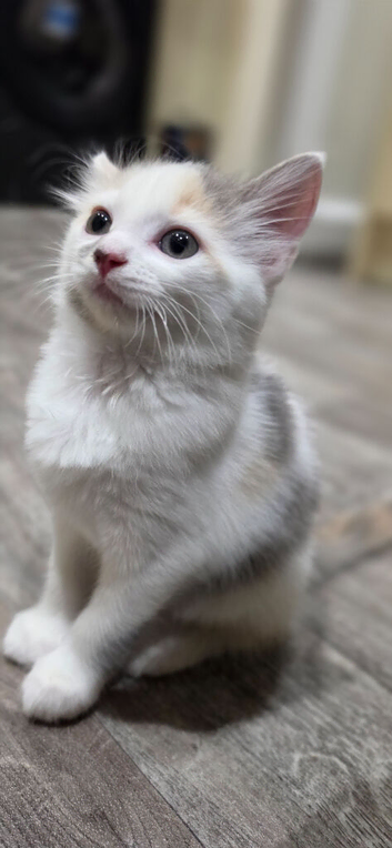 2 kittens available